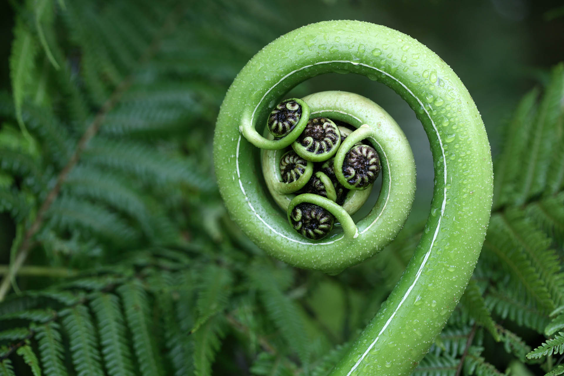 A vibrant green fern frond curled into a tight spiral, dotted with dew drops against a backdrop of leafy foliage.